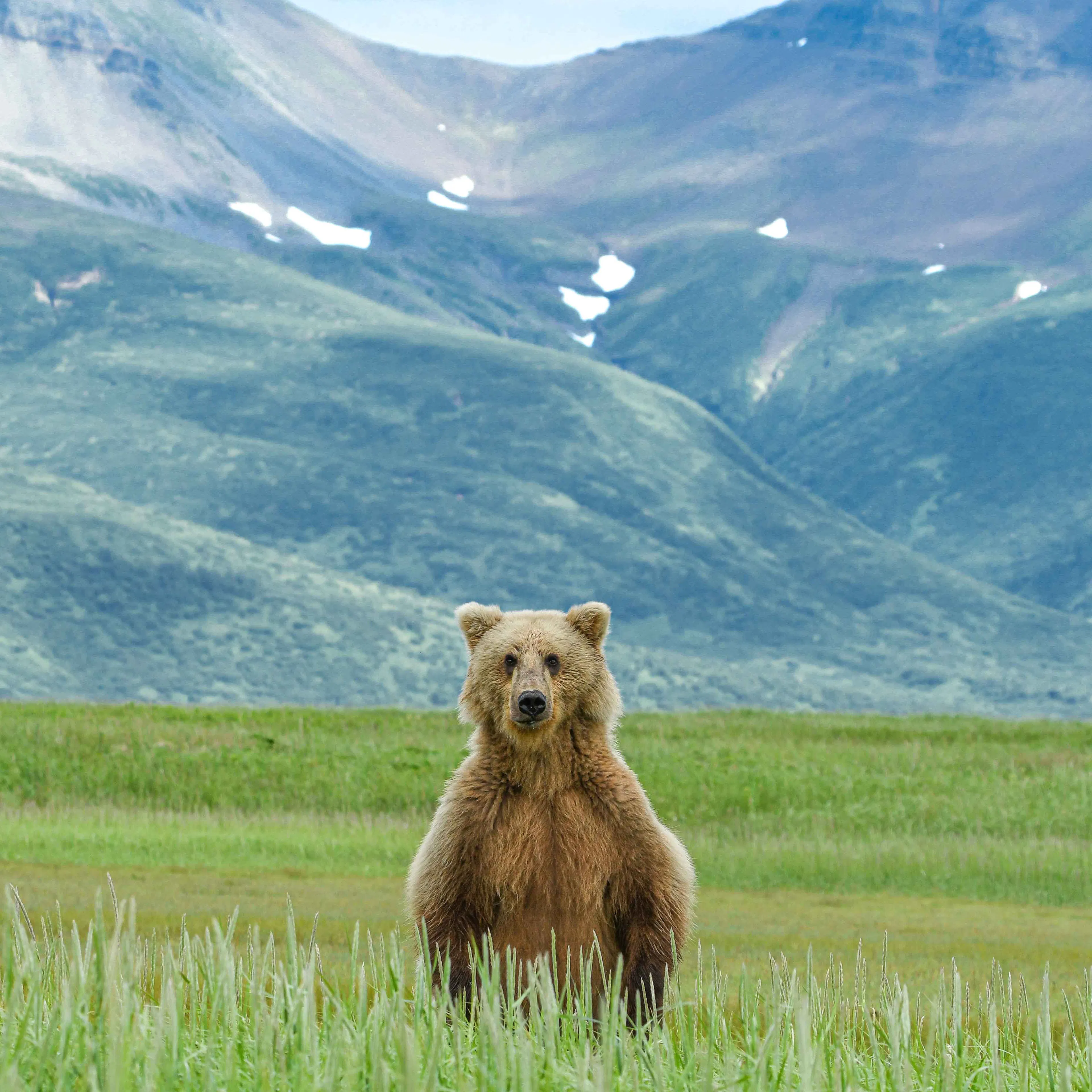 A brown bear standing in a grassy meadow below green mountains