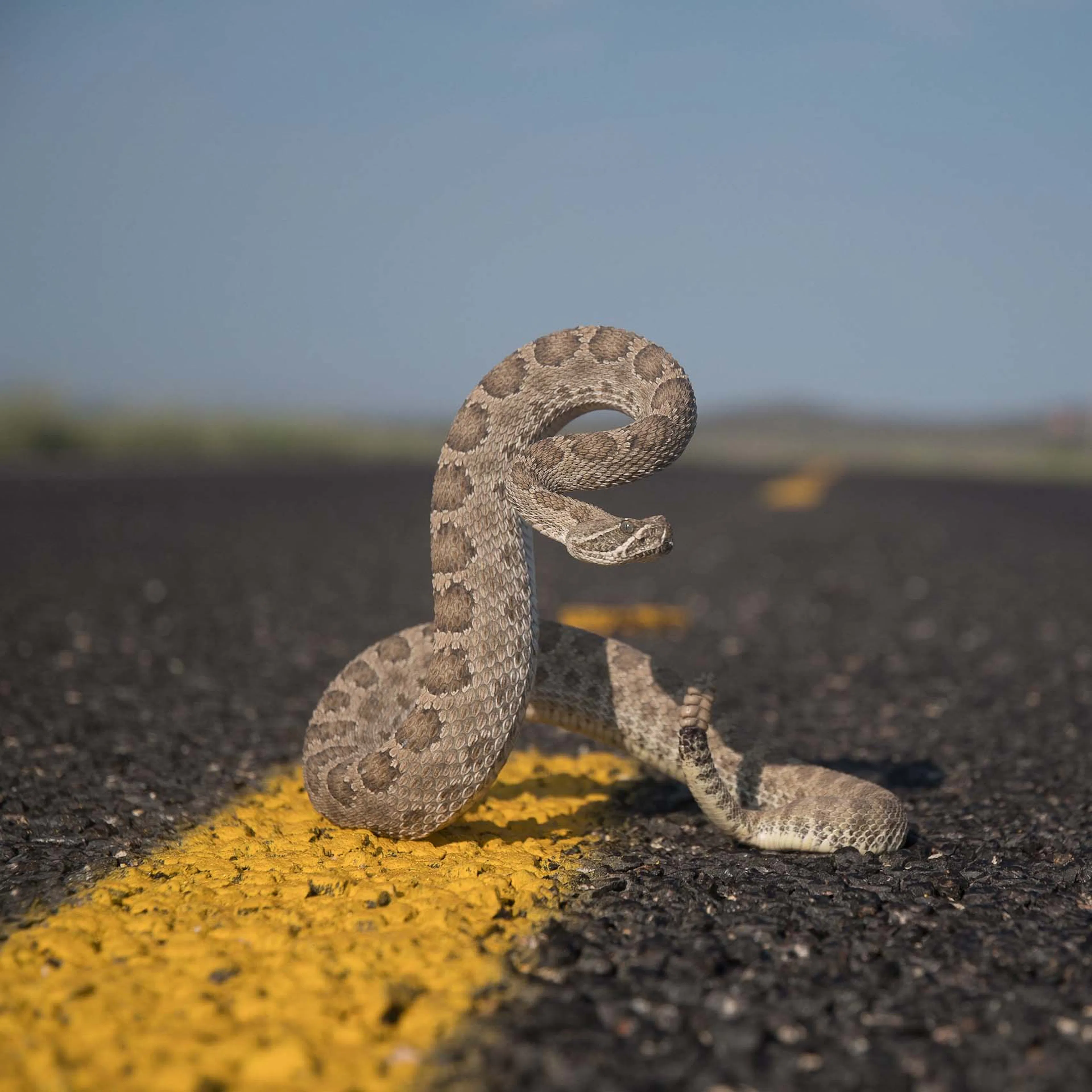 A rattlesnake rearing up on a road beside the yellow center line