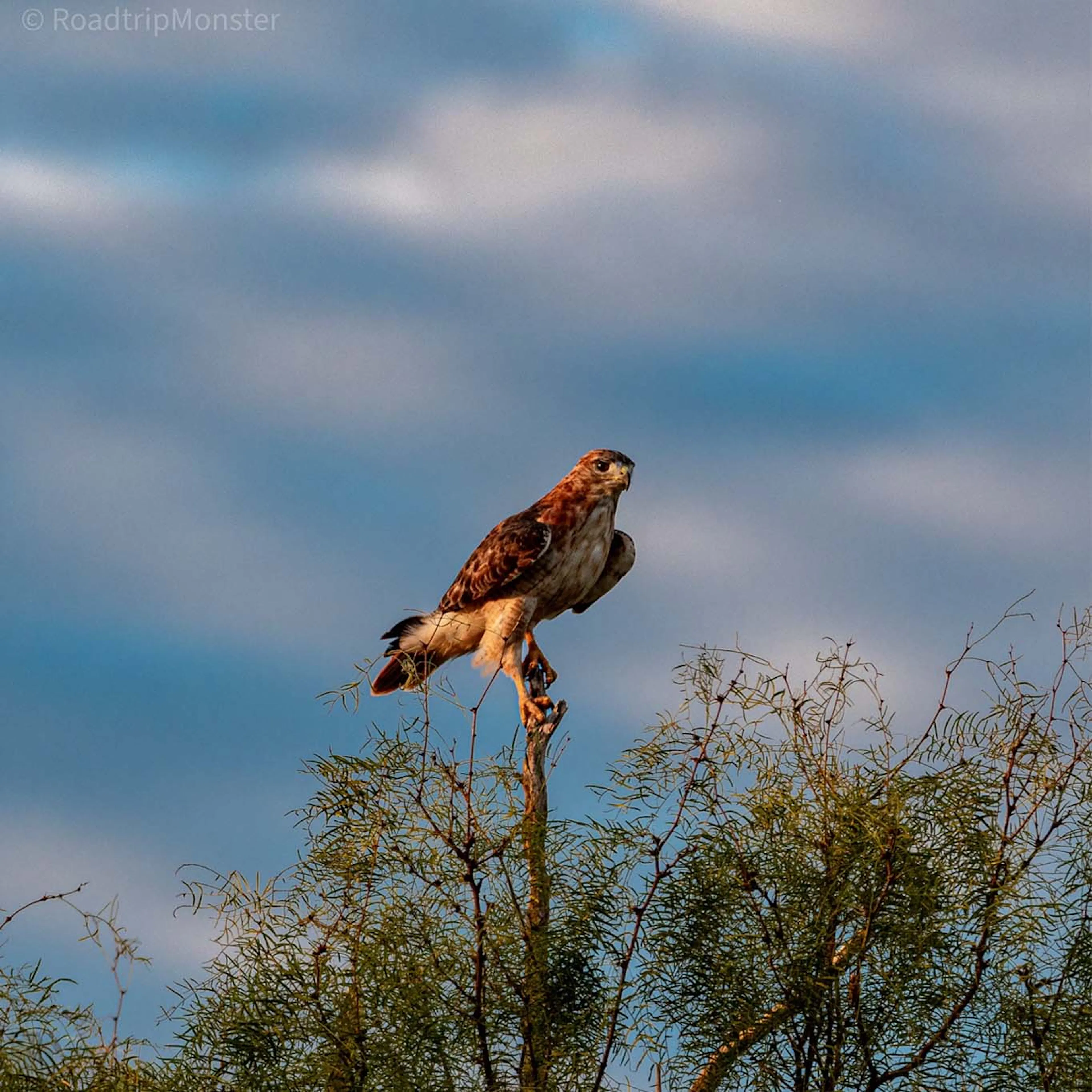 A hawk perched on a treetop against a cloudy sky